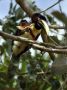 Day03 - 27 * Chestnut-eared Aracari